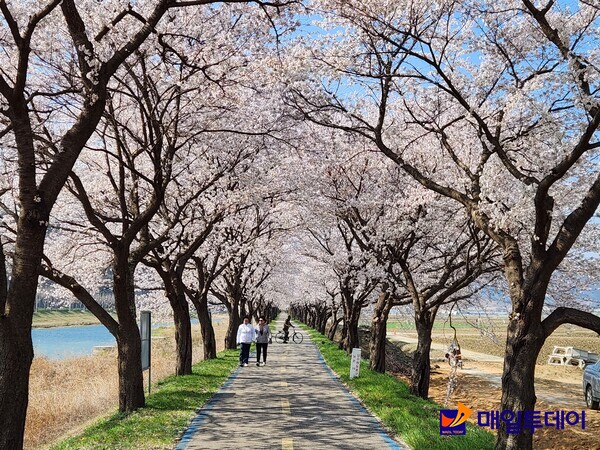 사진 자료 = 지나해 벚꽃길 축제 모습.